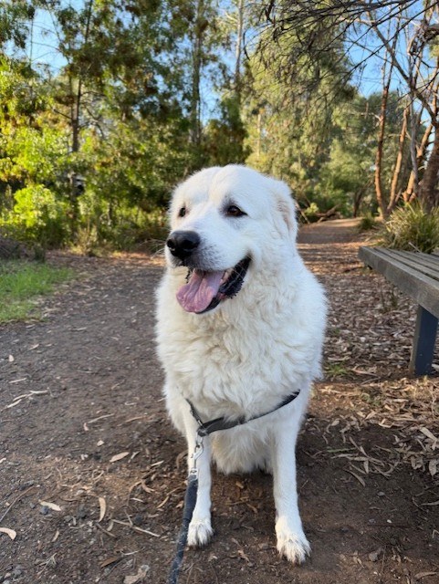 Harley the Maremma's Lump Removal Journey